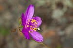 Largeflower fameflower